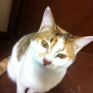 里親決定しました！