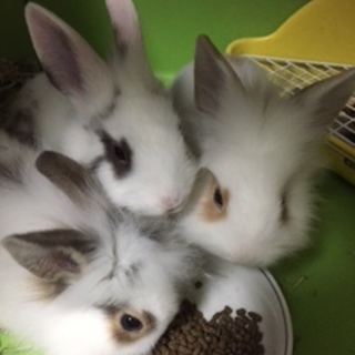 仔ウサギ里親募集