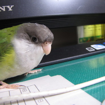 パソコンの前で　ハイポーズヽ(*´∀｀)ノ