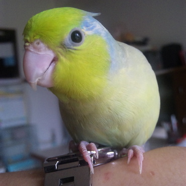 小さな冠羽　見える?オカメちゃんになりたいぼく