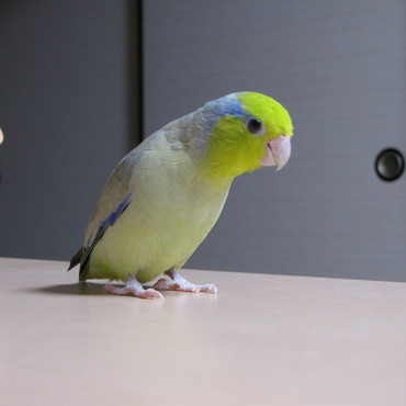 このグラデーション　いける?