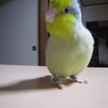 かわいすぎるって　( ´艸｀)ﾑﾌﾟﾌﾟ