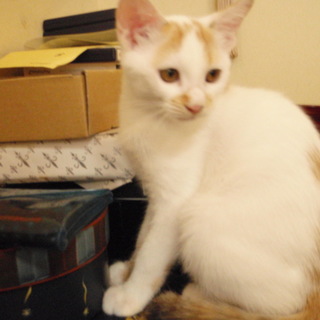 元気で綺麗な白三毛のアラレちゃんトライアル決定