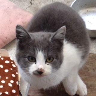 ころころのグレー×白のはち割れミコロちゃん　