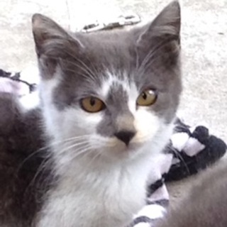 ころころのグレー×白　ハコロちゃん　