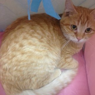 中毛チャトラのニーナちゃん