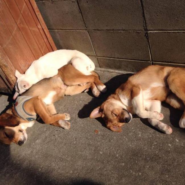 wan lifeのカバー写真