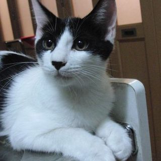 おっとりだいちゃん