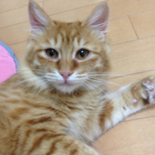 長毛チャトラのエマちゃん