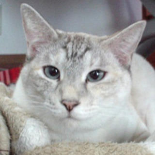 青い瞳のサニィです