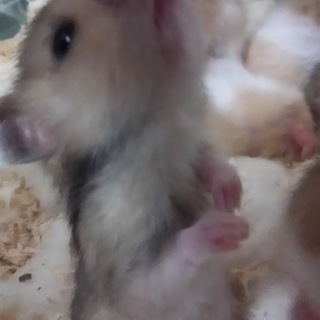 ＊ゴールデンハムスターの里親様募集＊
