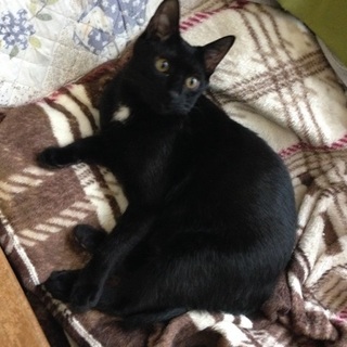 白血病キャリア・明るくて、陽気な「ぼうし」くん☆