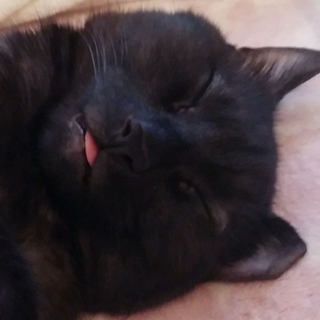 人懐こい黒猫くんです♪