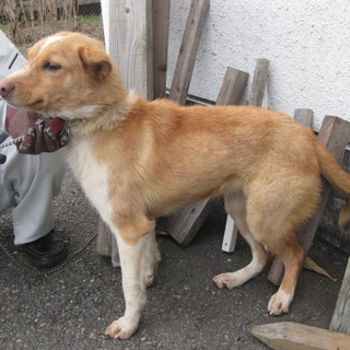 譲渡されたそうです！！