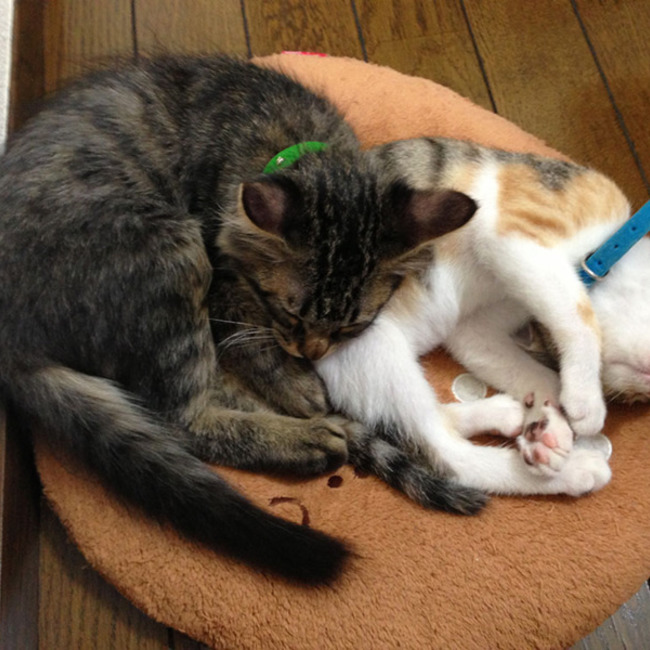 ko8tchのカバー写真