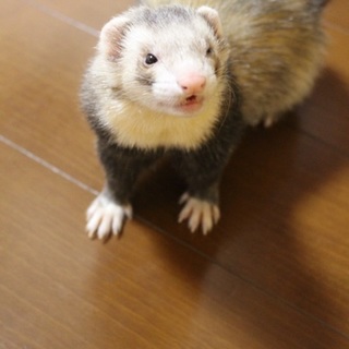 フェレットの新しい飼い主さん募集