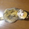 フェレットの新しい飼い主さん募集 サムネイル2