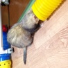 フェレットの新しい飼い主さん募集 サムネイル3