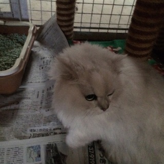 チンチラ、オス、7〜8歳