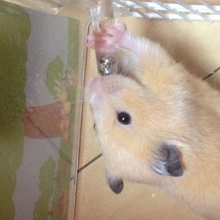 ハムスターの里親様募集