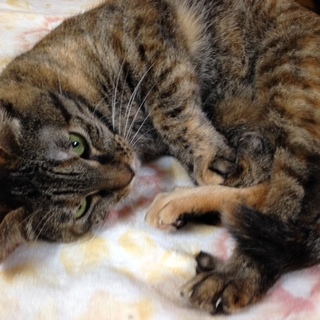 めちゃめちゃ甘えたさんの幸せ探し