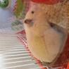 ハムスターの里親様募集 サムネイル2