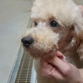 トイプードル　６歳10ヶ月　アプリコット