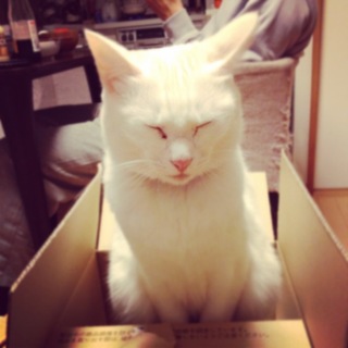 モネ♀（10歳）の家族になっていただけませんか？