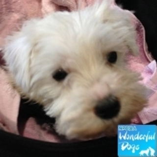 「ラムネ」生後１ヶ月♀