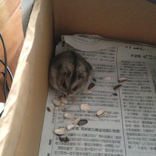 ジャンガリアンハムスター（♂３カ月）里親募集！