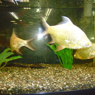 可愛がってください。