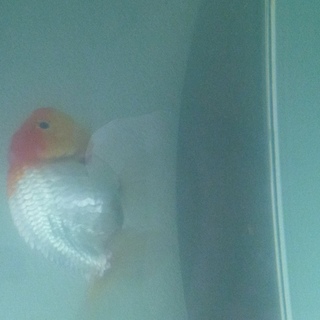 ライオンヘッド　★　引っ越しのため　可愛がってくださる方