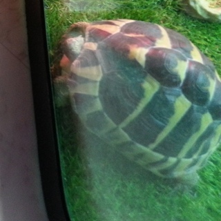 ヘルマン　リクガメの里親様は決まりました