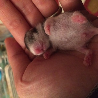 長毛ハムスターの男の子