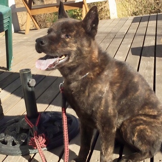 おとなしい純血甲斐犬５才の女の子「加奈ちゃん」