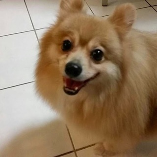 ポメラニアン☆ピーチちゃん