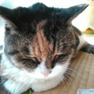 おうち決定/西東京市18歳メス三毛猫緊急募集