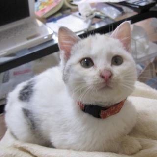 人なつこいパステル三毛　ちゅらちゃん