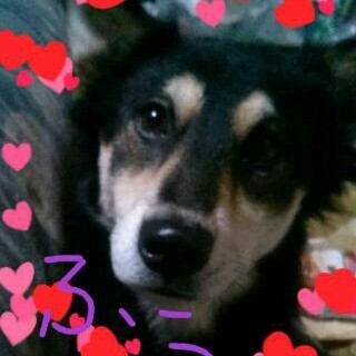 人懐こい寂しがり屋の黒柴ハーフの女の子です！