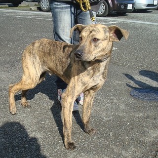 短毛トラ毛、シッポぶんぶん４歳の中型男の子です。