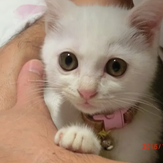 真っ白な雄の仔猫です！