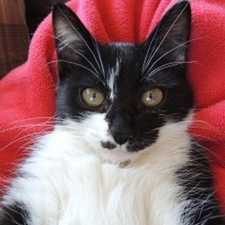 北風小僧の寒太郎