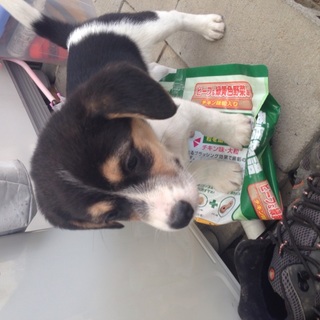 生後2ヶ月のミックスです！