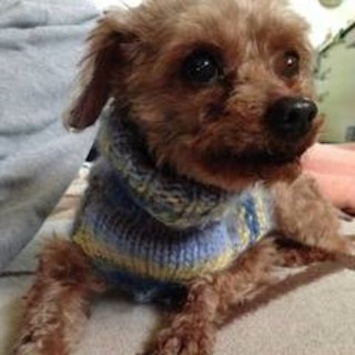 トイプードル☆ロビン君