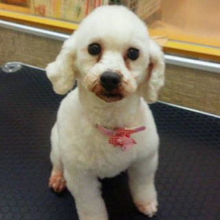 トイプードル☆シャロンちゃん