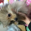 ポメラニアン男の子5ヶ月