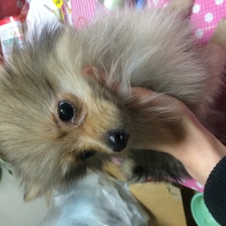 ポメラニアン男の子5ヶ月