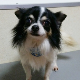 チワワの里親募集