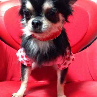 ロングコートチワワ☆誠君