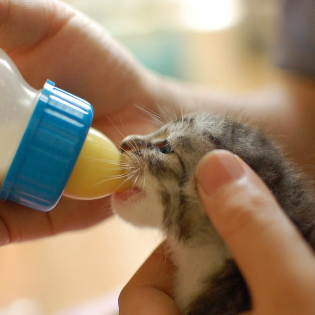 みぶ里親会のカバー写真